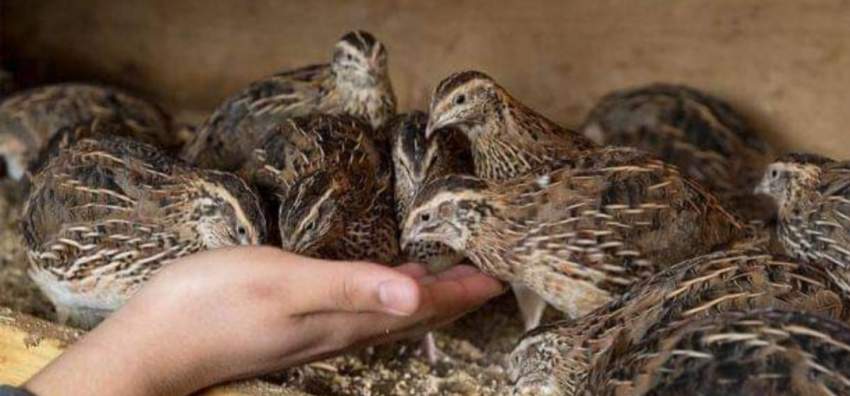 Japanese Quail Chicks  - 2 - Birds  on Aster Vender