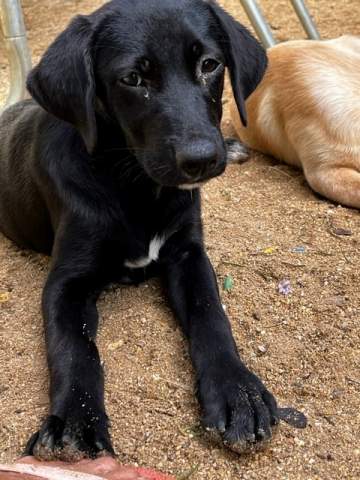 Labrador puppies - Dogs at AsterVender