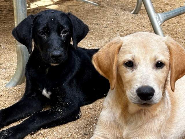 Labrador puppies - 2 - Dogs  on Aster Vender