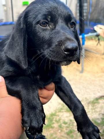 Labrador puppies - 0 - Dogs  on Aster Vender