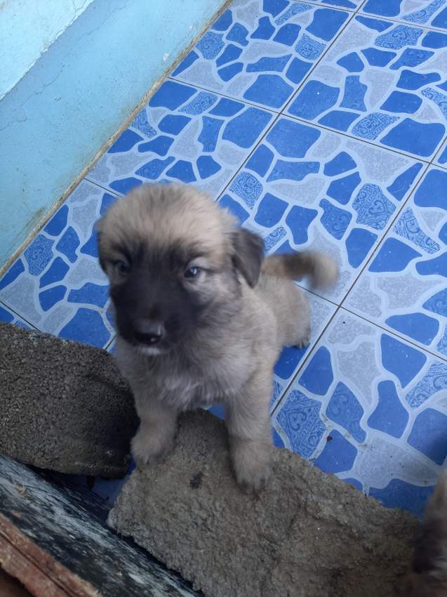 Chiots bergers  - 3 - Dogs  on Aster Vender