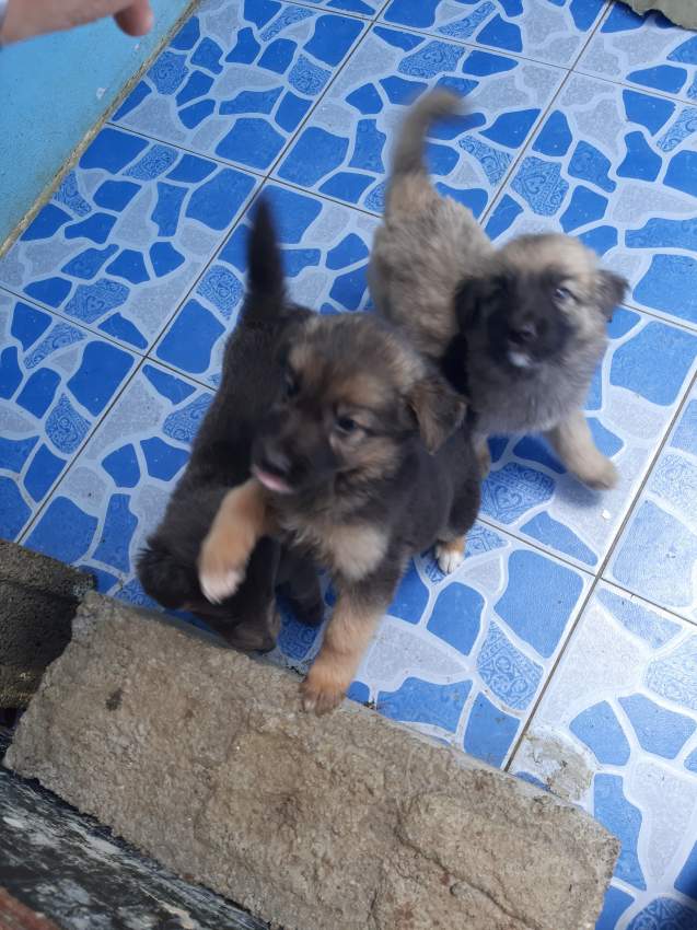 Chiots bergers  - 2 - Dogs  on Aster Vender