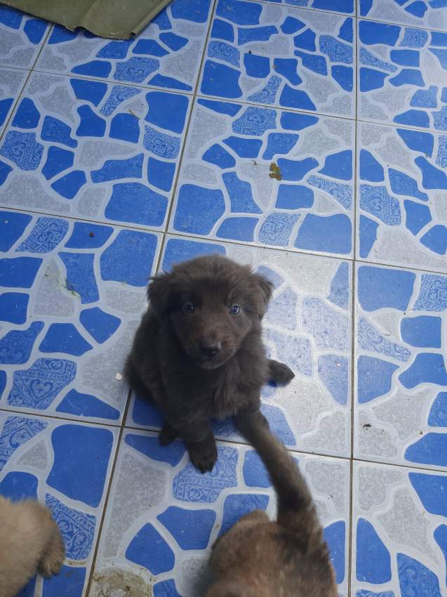 Chiots bergers  - 1 - Dogs  on Aster Vender