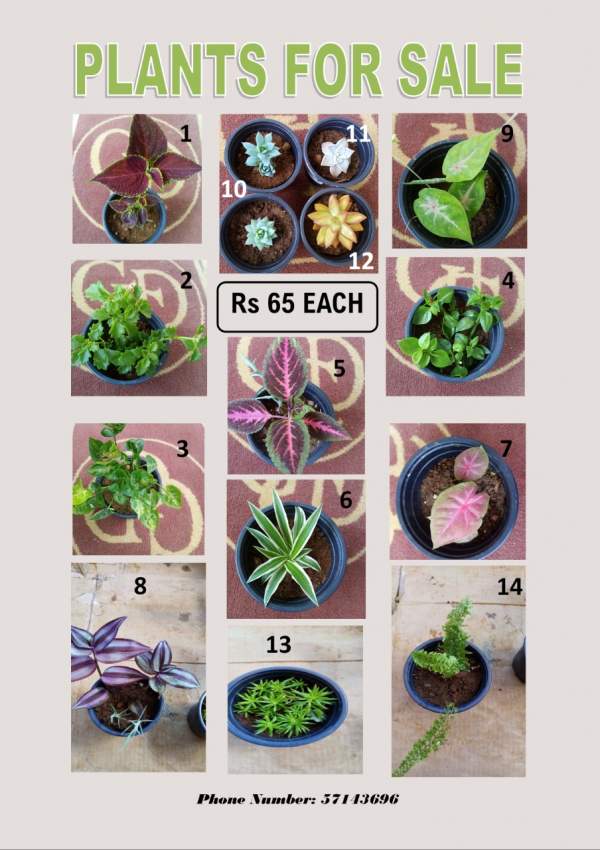 PLANT FOR SALE - 4 - Plants and Trees  on Aster Vender