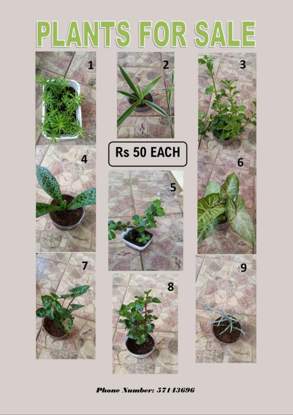 PLANT FOR SALE - 1 - Plants and Trees  on Aster Vender