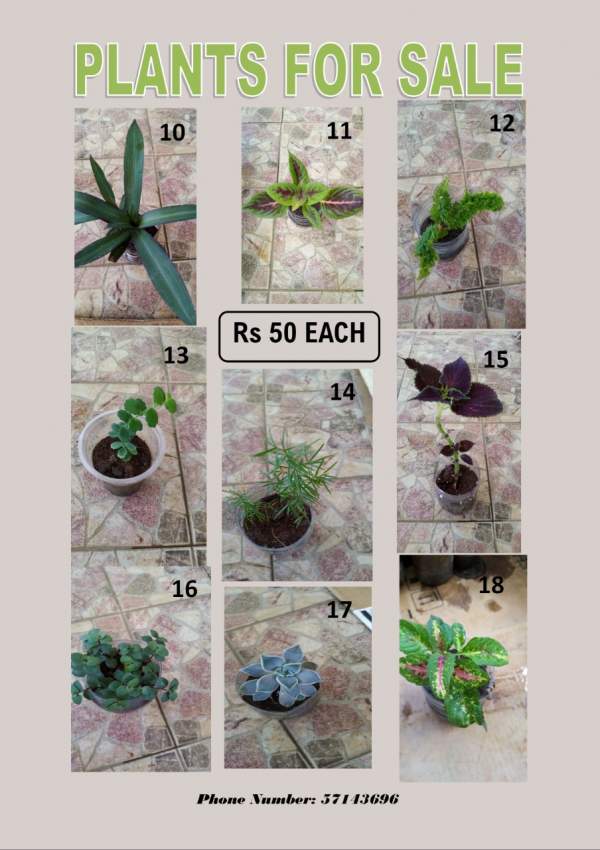 PLANT FOR SALE