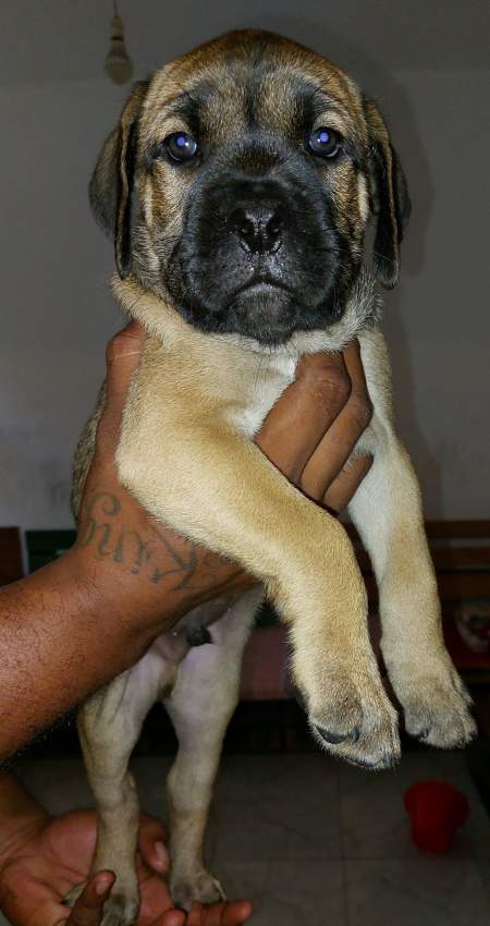 Cane corso puppies 16 weeks - 0 - Dogs  on Aster Vender