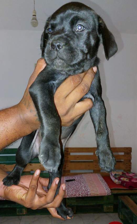 Cane corso puppies 16 weeks - 1 - Dogs  on Aster Vender