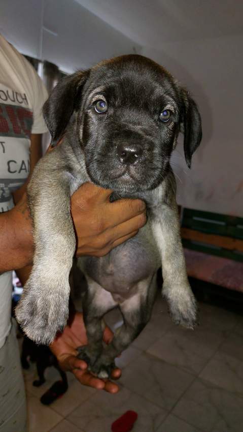 Cane corso puppies 16 weeks at AsterVender