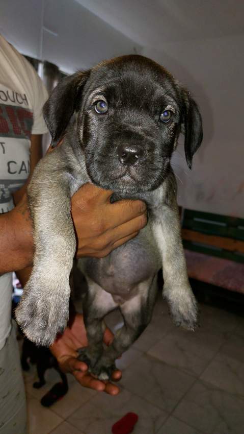 Cane corso puppies 16 weeks - 2 - Dogs  on Aster Vender
