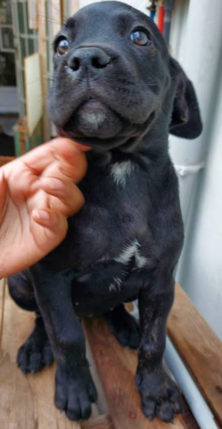 Cane corso puppies 16 weeks - 3 - Dogs  on Aster Vender