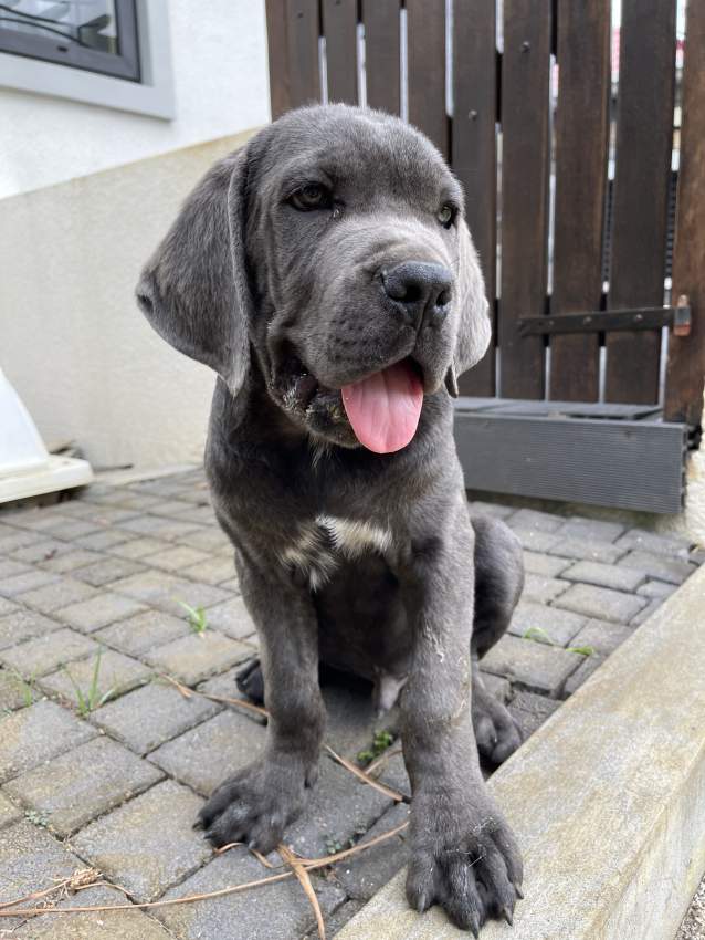 Christmas Puppy on Aster Vender