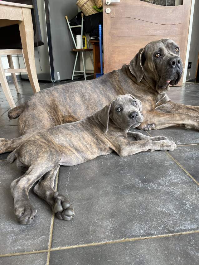 Christmas Puppy  - 3 - Dogs  on Aster Vender