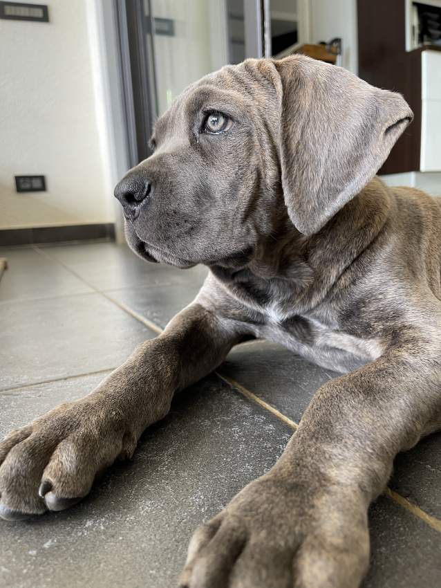 Christmas Puppy  - 2 - Dogs  on Aster Vender