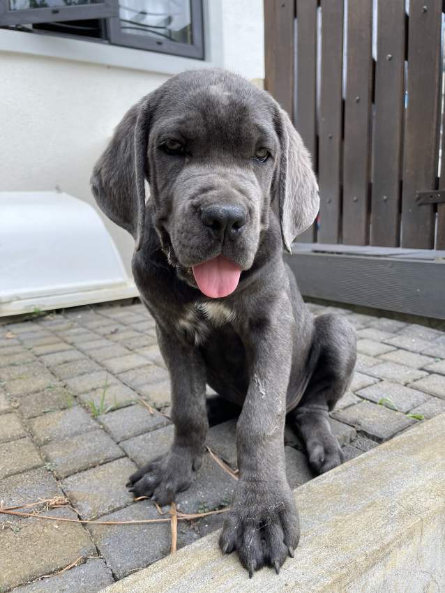 Christmas Puppy  - 1 - Dogs  on Aster Vender