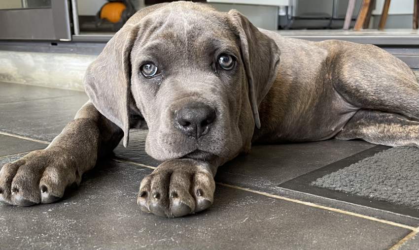 Cane corso 3 mois  - 2 - Dogs  on Aster Vender