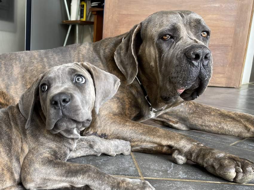 Cane corso 3 mois  - 1 - Dogs  on Aster Vender