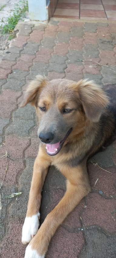 Mix labrador - 0 - Dogs  on Aster Vender