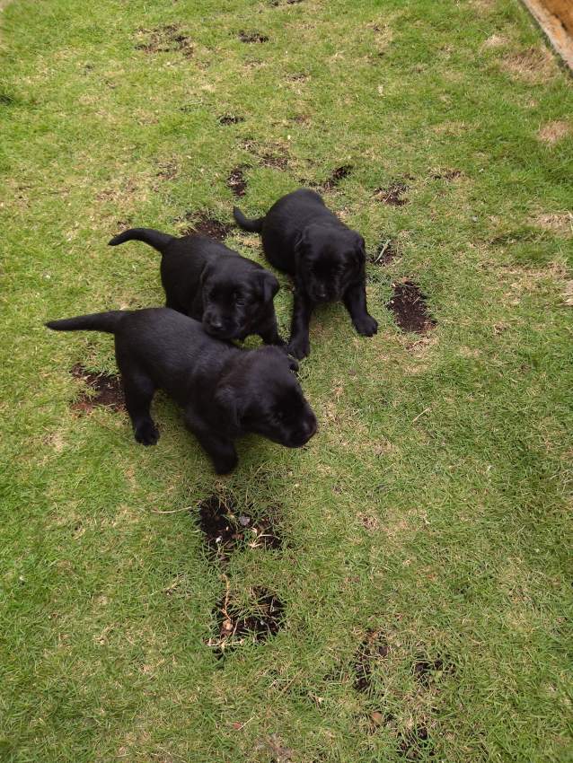 Pure breed black English Labrador for sale - 0 - Dogs  on Aster Vender