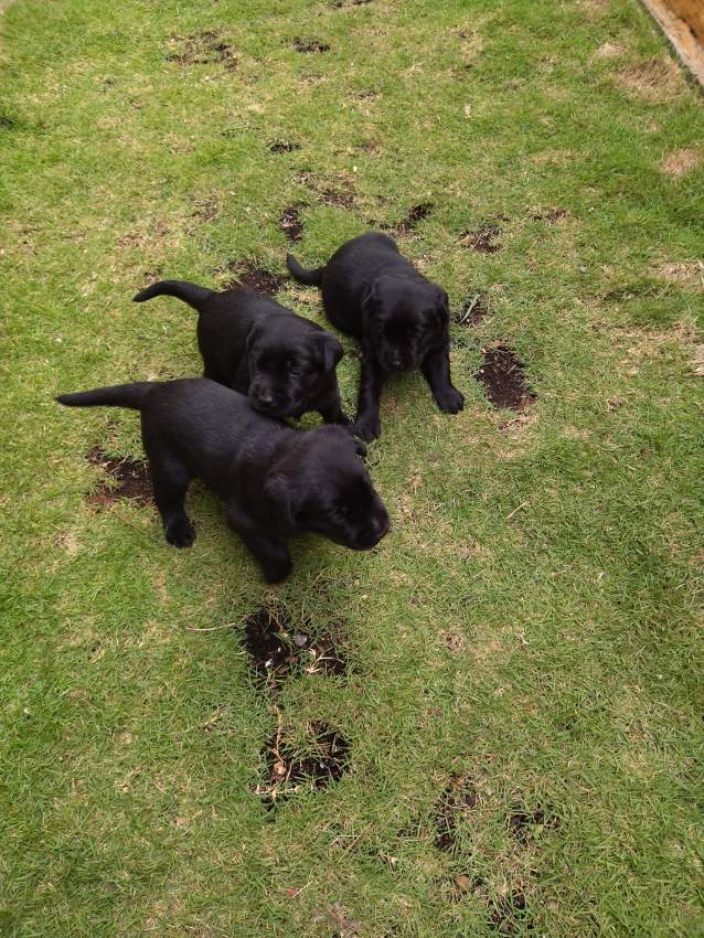 Pure breed black English Labrador for sale - Dogs at AsterVender