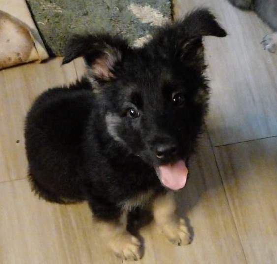 Berger Allemand - 3 - Dogs  on Aster Vender