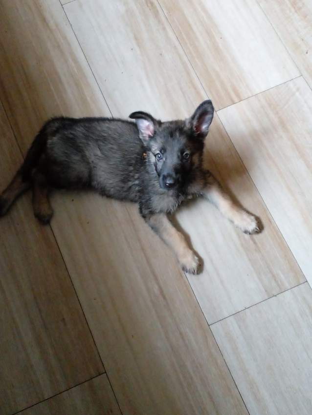 Berger Allemand - 1 - Dogs  on Aster Vender