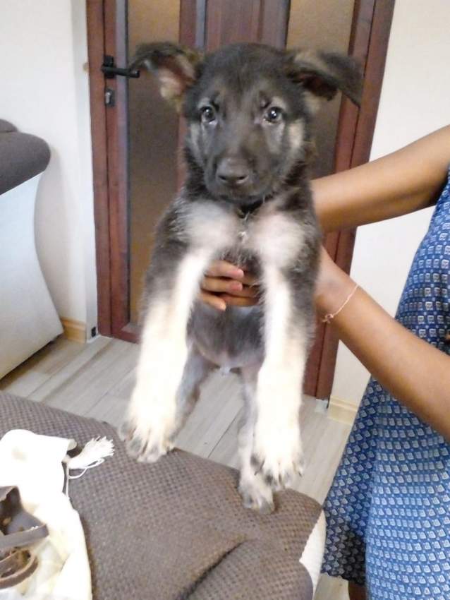 Berger Allemand - 2 - Dogs  on Aster Vender