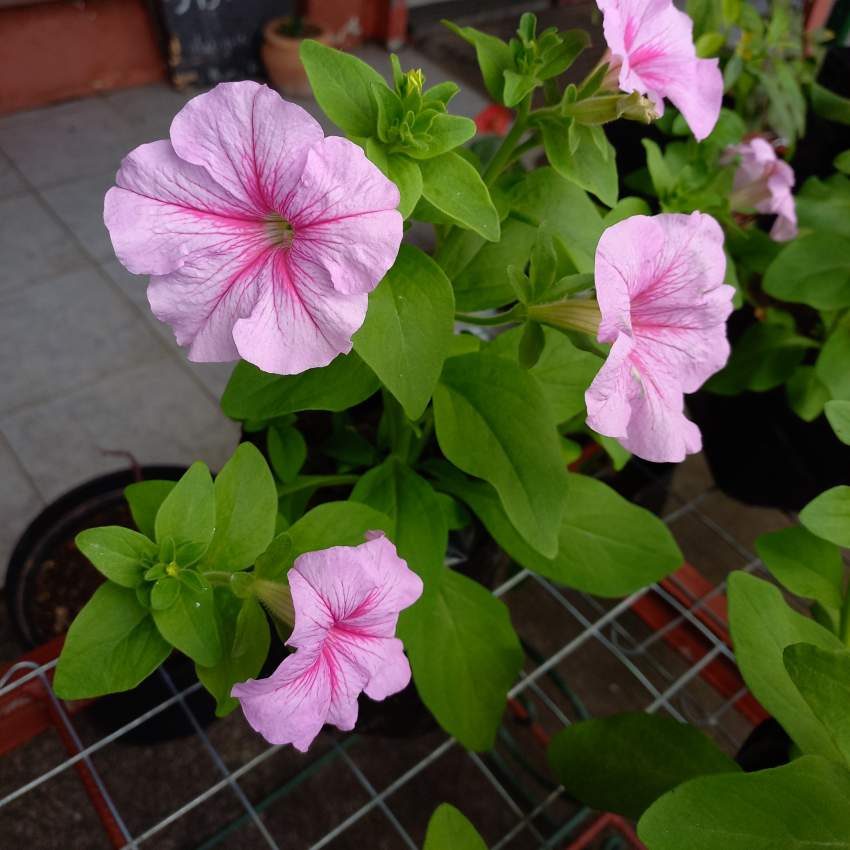 Petunia for sale  on Aster Vender