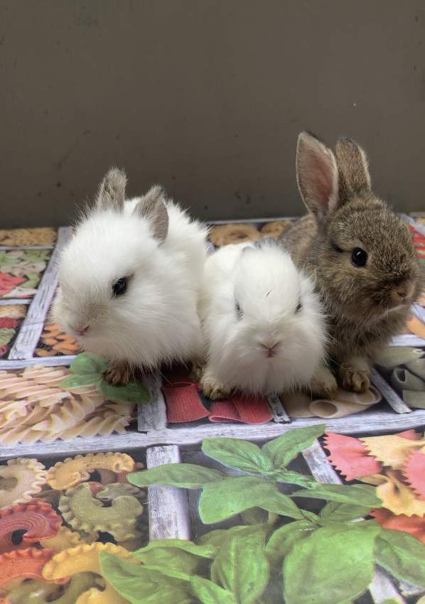 Bunny - 4 - Others  on Aster Vender