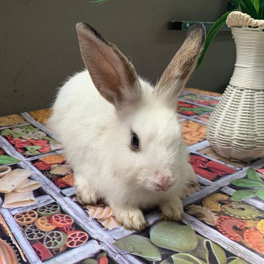 Bunny - 0 - Others  on Aster Vender