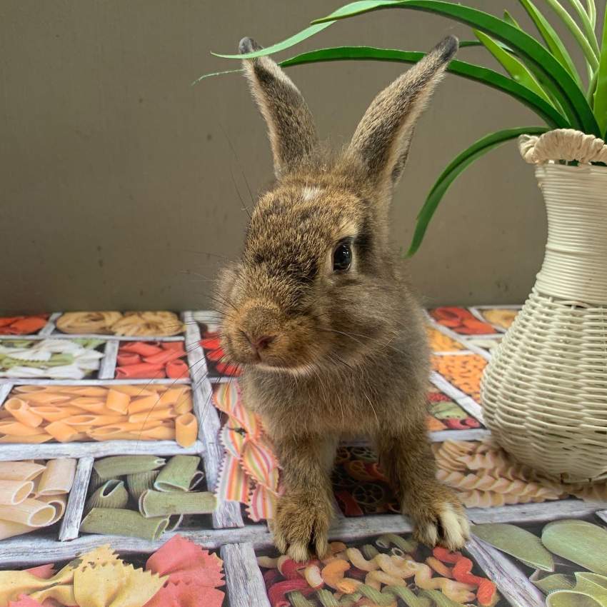 Bunny - 1 - Others  on Aster Vender