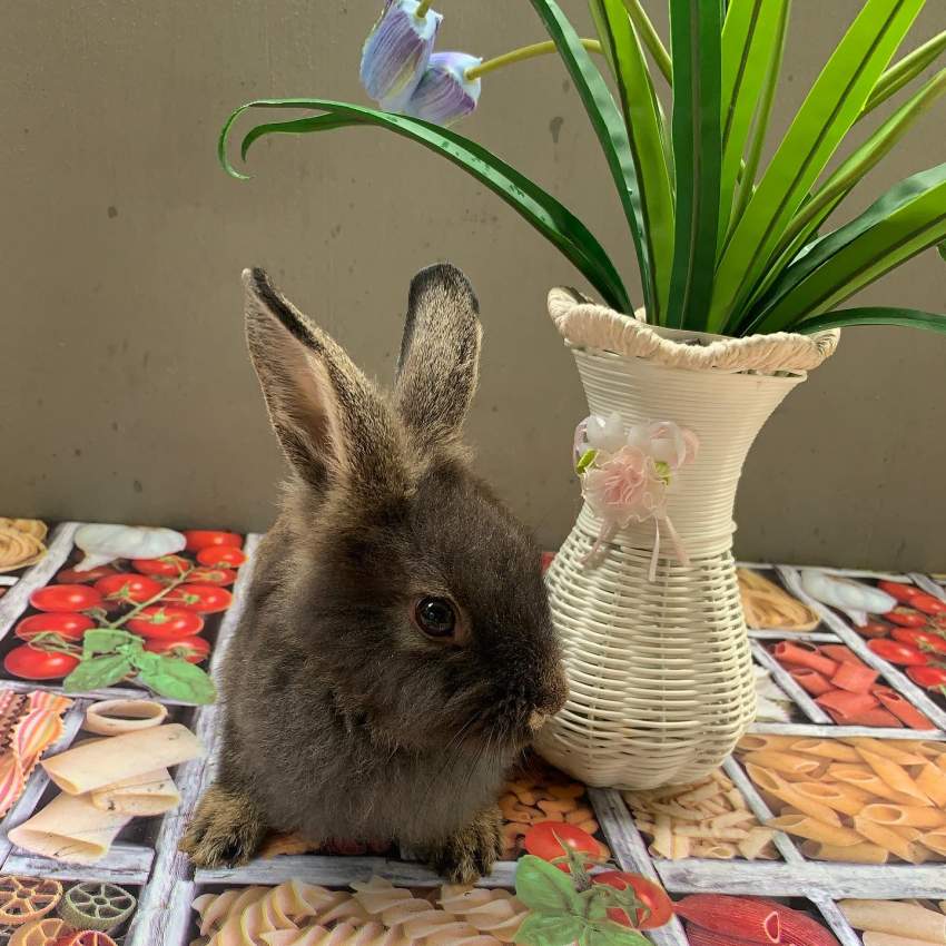 Bunny - 2 - Others  on Aster Vender