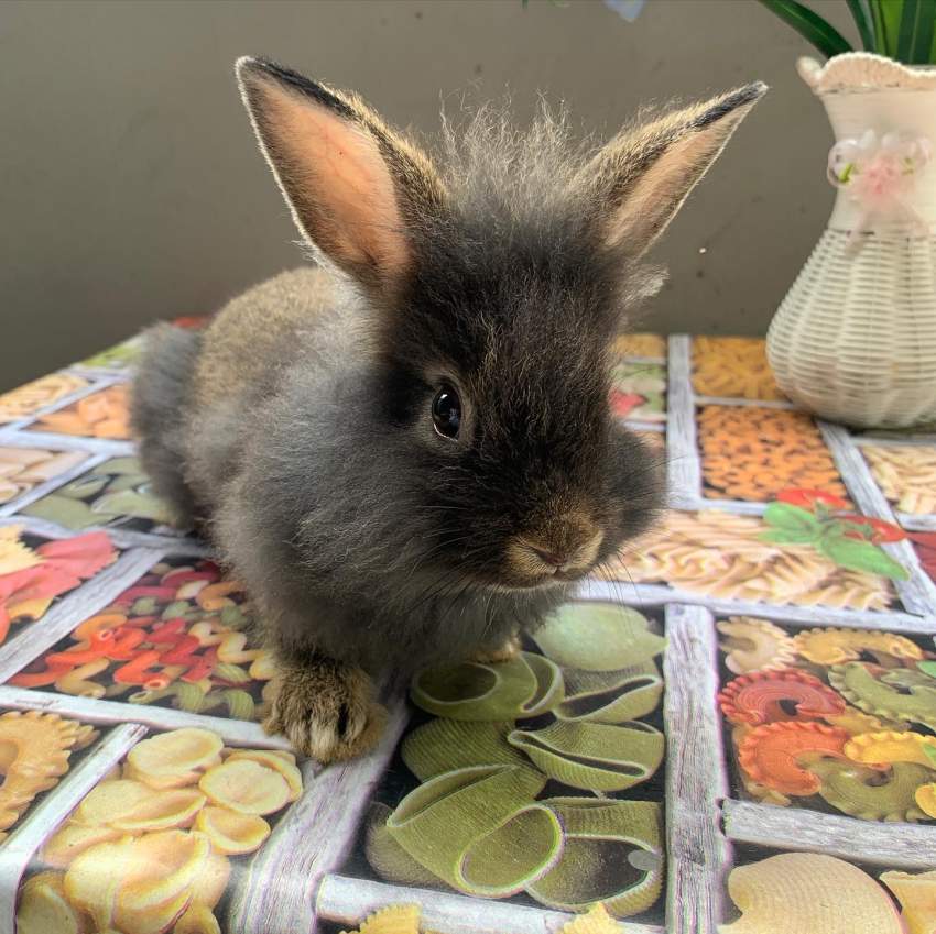 Bunny - 3 - Others  on Aster Vender