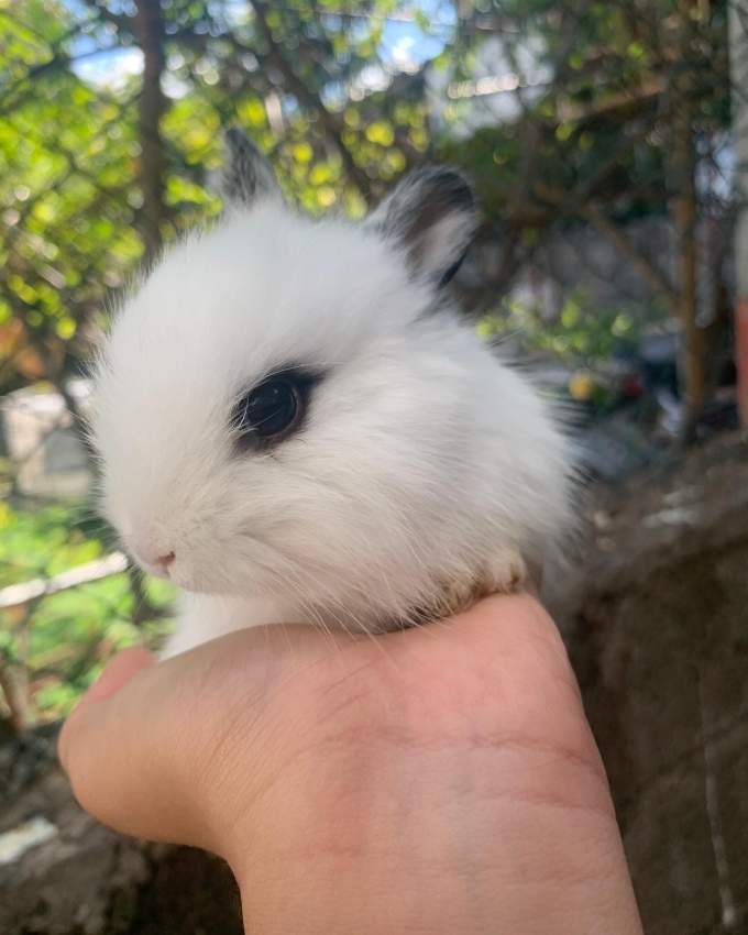 Bunny - 5 - Others  on Aster Vender