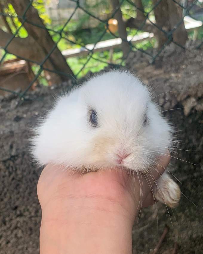 Bunny - 6 - Others  on Aster Vender