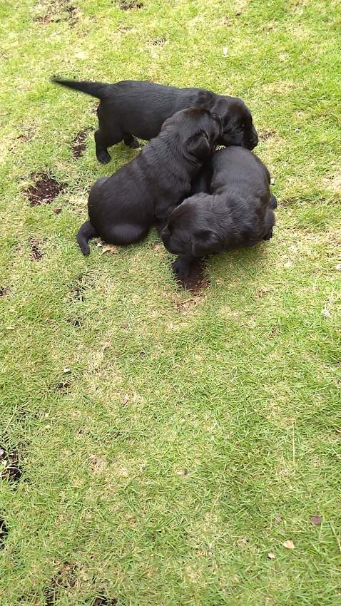 Pure breed black English Labrador for sale