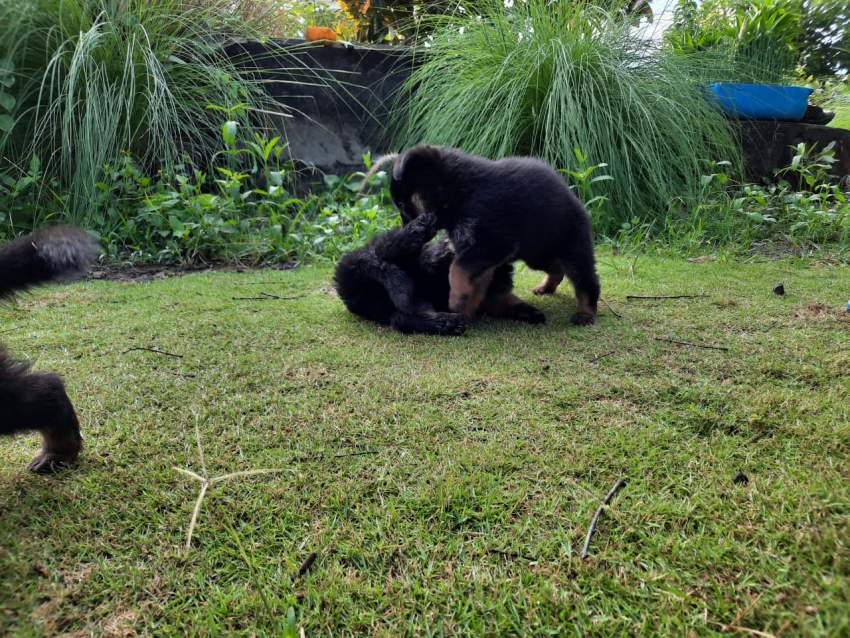 Dog - 0 - Dogs  on Aster Vender
