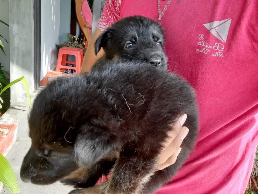 Dog - 3 - Dogs  on Aster Vender