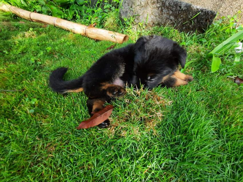 Dog - 1 - Dogs  on Aster Vender