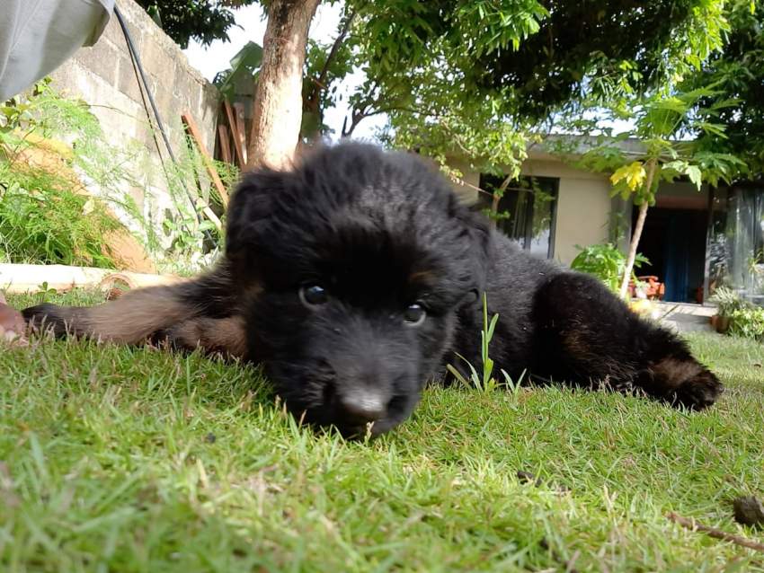 Dog - 2 - Dogs  on Aster Vender