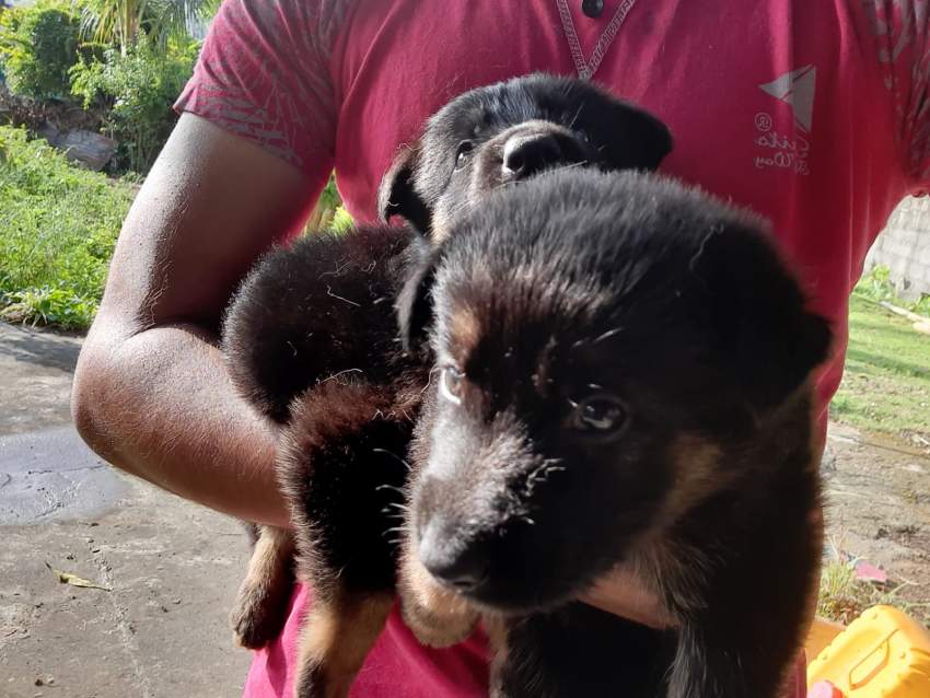 Dog - 4 - Dogs  on Aster Vender