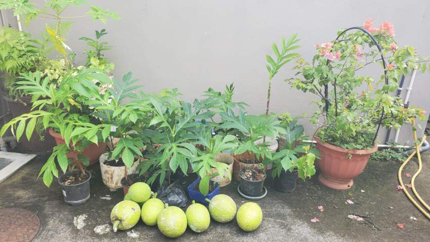 Arbre fruit a pain - 2 - Fruits  on Aster Vender