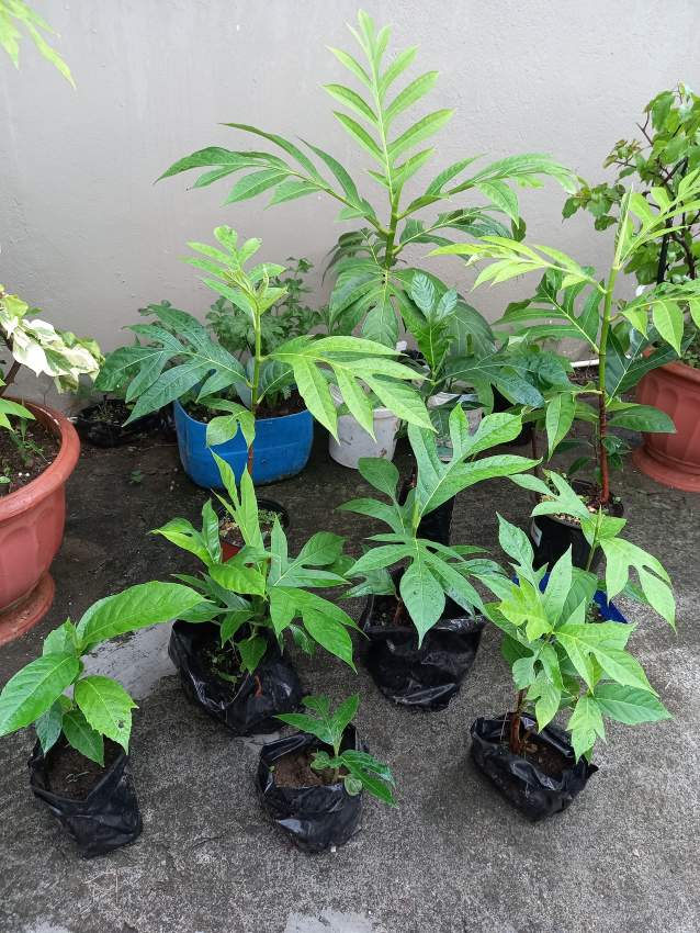 Arbre fruit a pain - 0 - Fruits  on Aster Vender