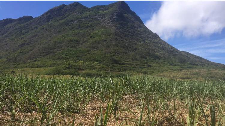 Agricultural Land -3165.65m2- Moka - 0 - Land  on Aster Vender