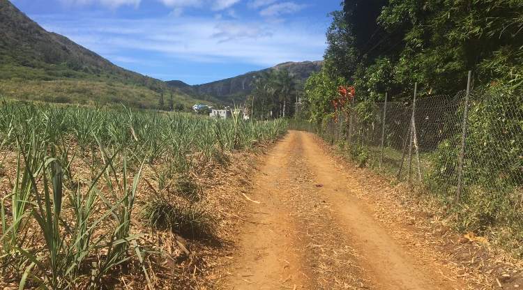 Agricultural Land -3165.65m2- Moka - 3 - Land  on Aster Vender