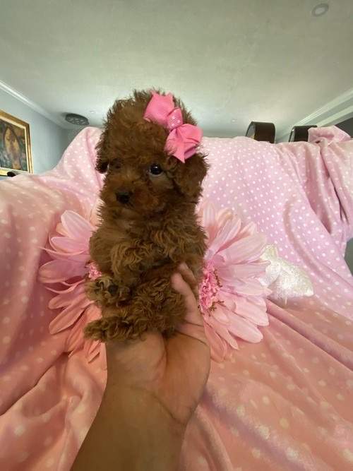 Toy Poodles Available 