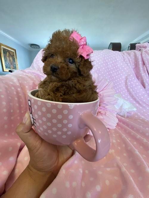 Toy Poodles Available  - 1 - Dogs  on Aster Vender