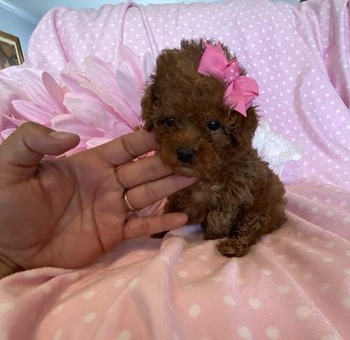 Toy Poodles Available  - 2 - Dogs  on Aster Vender