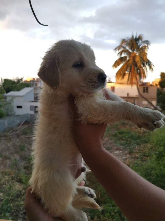 Golden Retriever puppies for sale  - 2 - Dogs  on Aster Vender