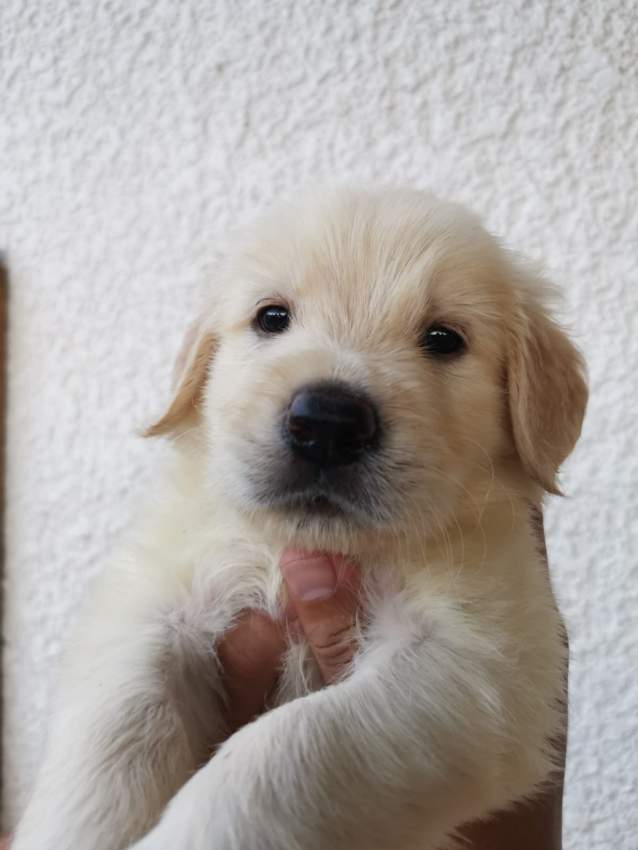 Golden Retriever puppies for sale  - 1 - Dogs  on Aster Vender
